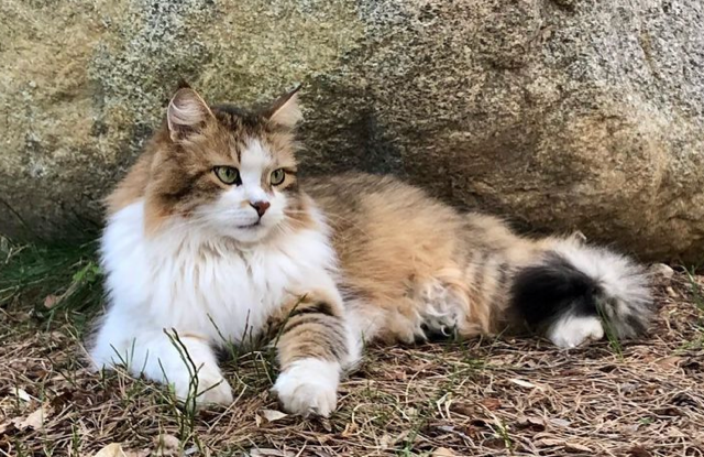 Sibirisk katt Ricco